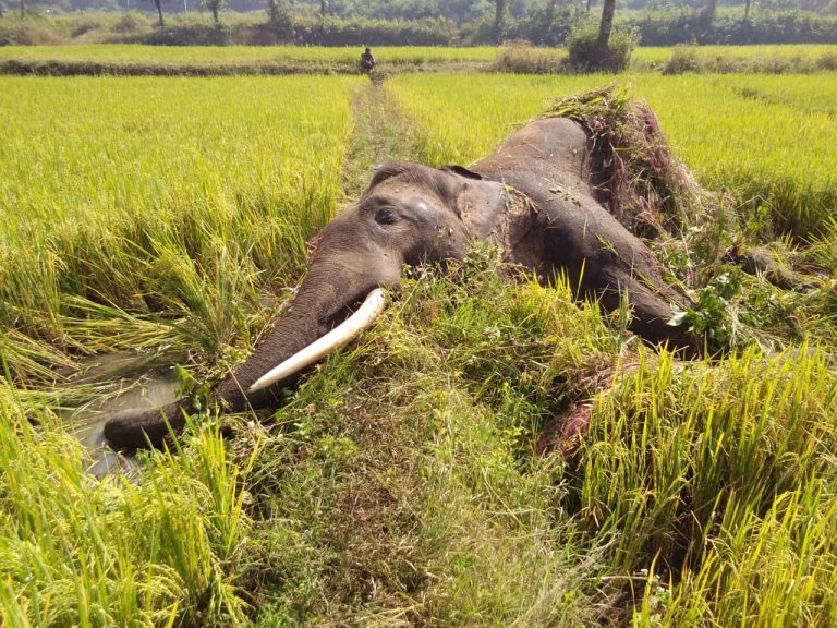 Tusker Electrocuted In Handapa Range Of Odisha’s Angul