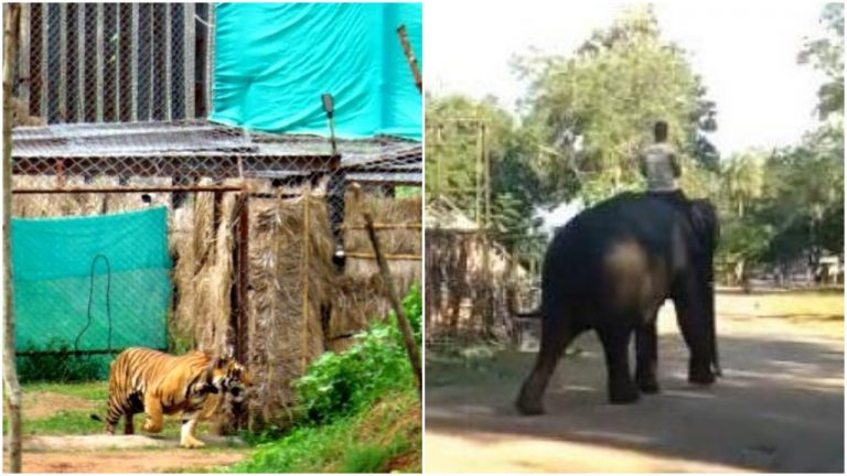 Mahavir, Sundari & Jasodha: Satkosia’s Created Menagerie Menace