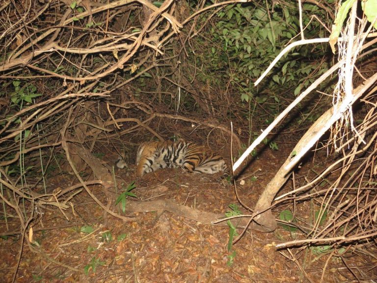 Royal Bengal Tiger’s Death: NTCA Calls For Strong Anti-Poaching Measures