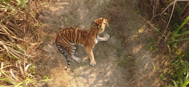 Another Tigress Killed In India