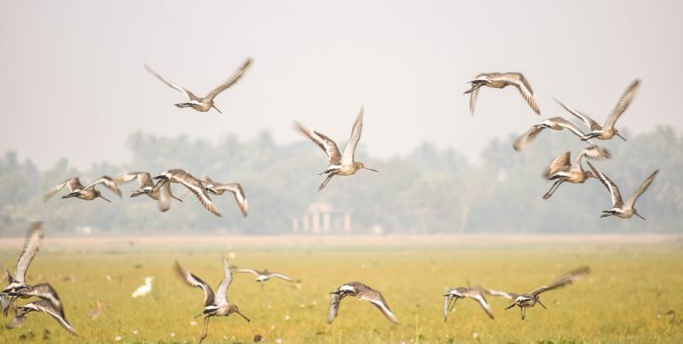 Mangalajodi, Chilika – The Bird’s Paradise