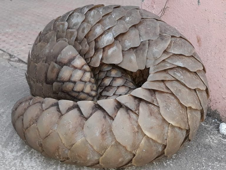 Pangolin Smuggling Racket Busted In Malkangiri, 8 Held