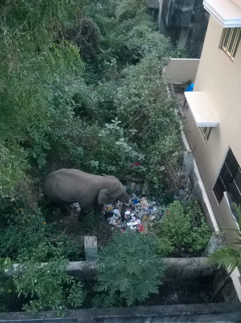 Elephant Strays Into CDA Area In Cuttack