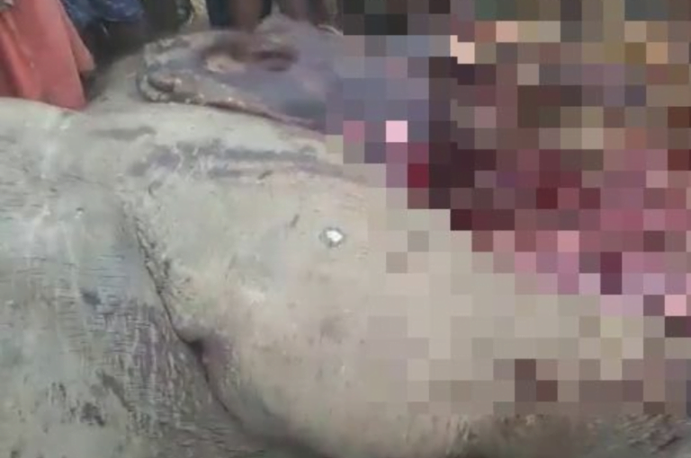 Bullet-Ridden Body Of Tusker Found In Ganjam