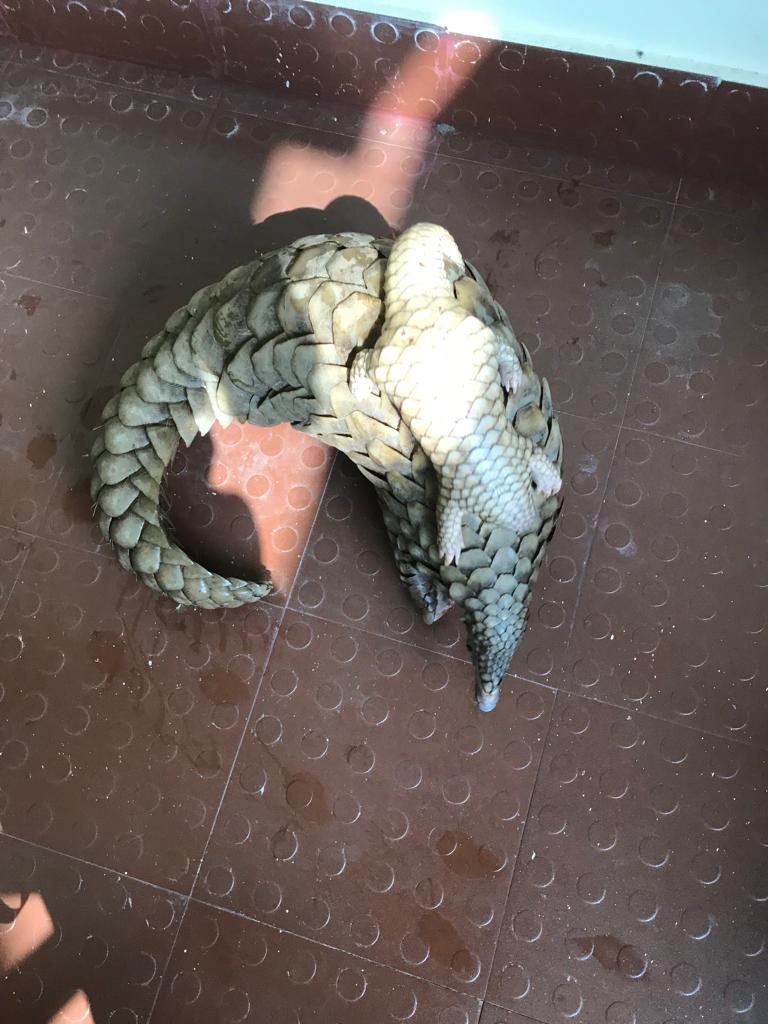 Pangolin Smuggling Racket Busted In Mayurbhanj, 4 Arrested