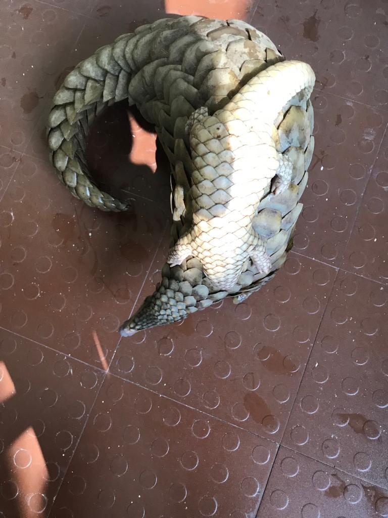 STF Seeks 3-Day Remand Of Gunpur Pangolin Smugglers