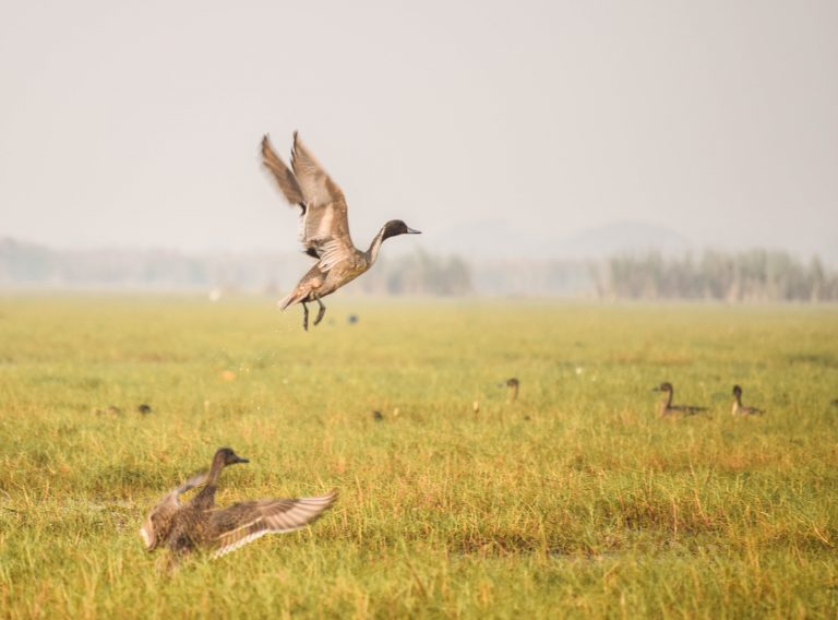 Dip In Migratory Bird Count At Bhitarkanika This Year