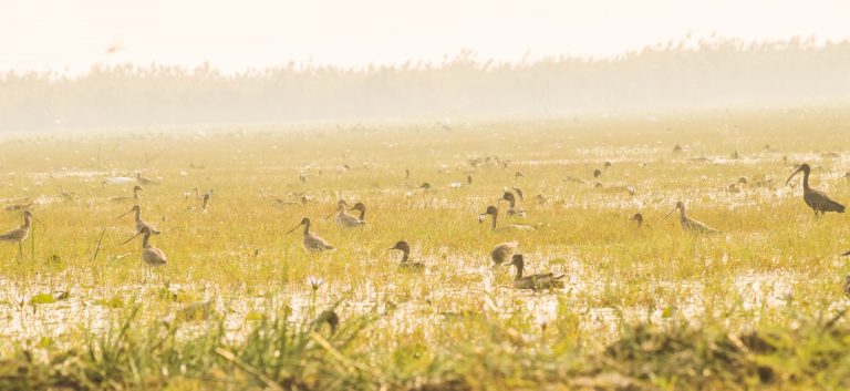 Bird Census Begins In Bhitarkanika National Park, Hirakud