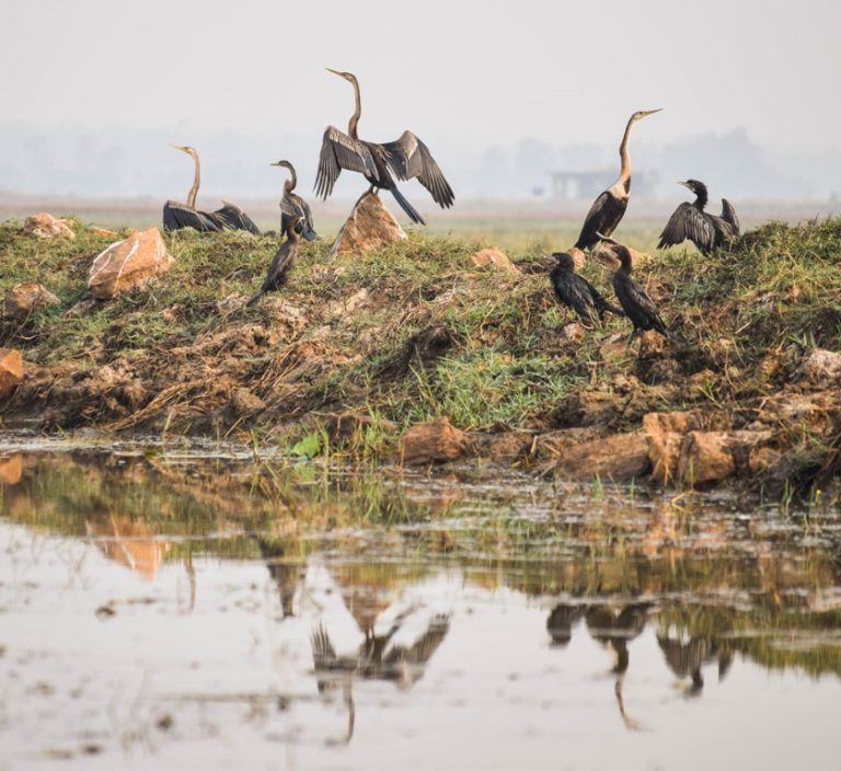 Chilika lake biodiversity CDA ICZM