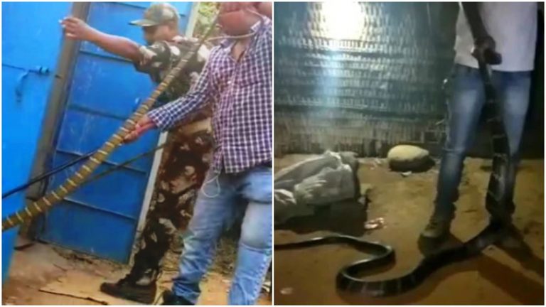 Enormous King Cobras Rescued In Odisha’s Cuttack, Mayurbhanj
