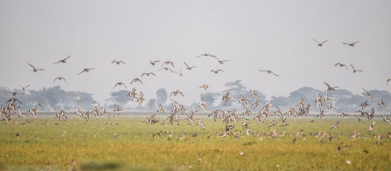 Poaching Of Winged Guests On In Chilika Lake