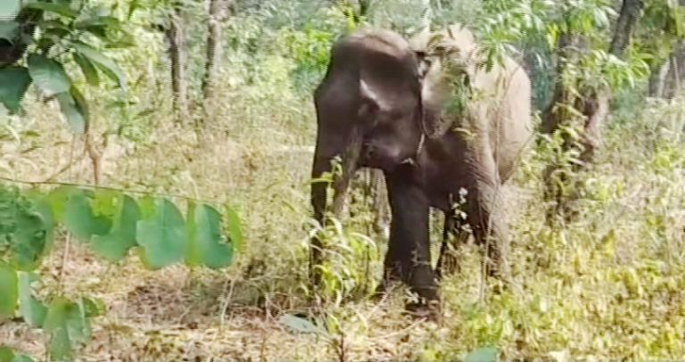 OUAT Team, Experts From Nandankanan Treat Ailing Elephant In Athagarh