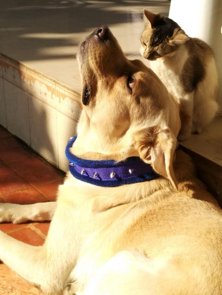 Animals As Persons: An Idiosyncrasy Or New Reality?