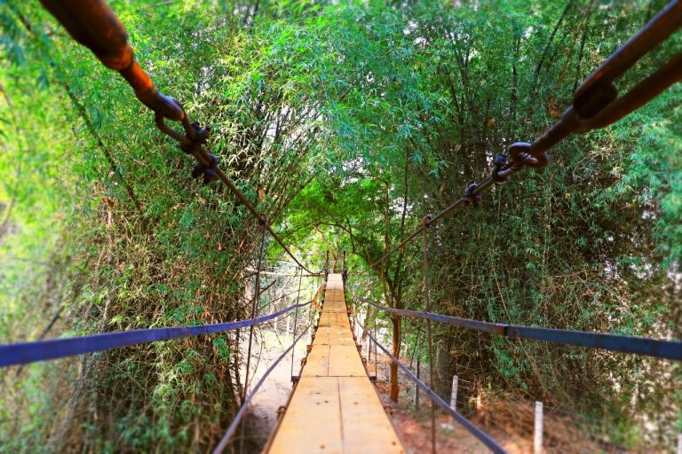 Country’s Second Canopy Walk Opens In Odisha’s Satkosia