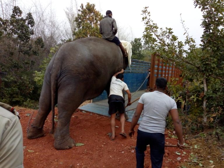 Release Of Tigress Sundari In Satkosia Sanctuary Put On Hold
