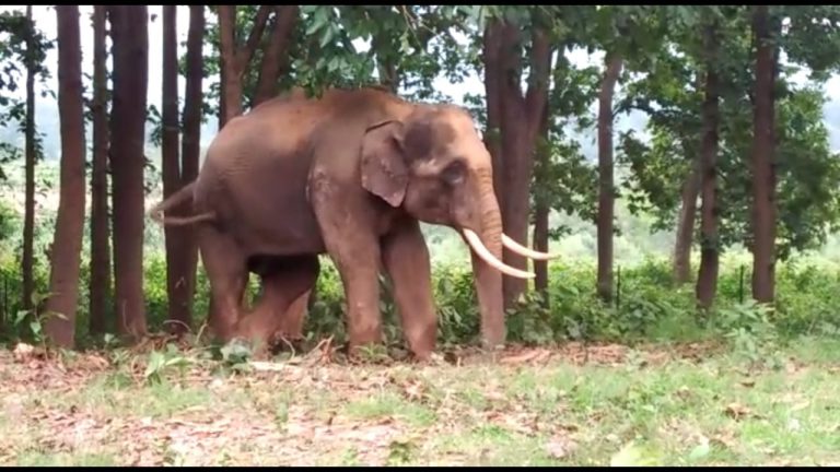 Resentment Brews Over Shifting Of Similipal Kumki Elephants To Satkosia