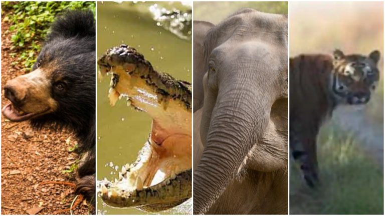 Odisha Forest Dept Proposes Hike In Ex-Gratia For Deaths In Animal Attacks