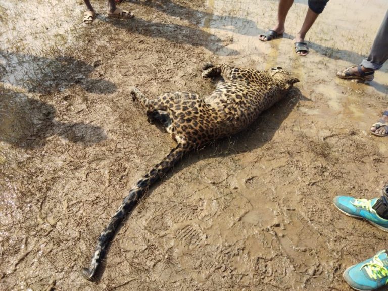 Leopard Carcass Found Near Rengali Reservoir In Angul