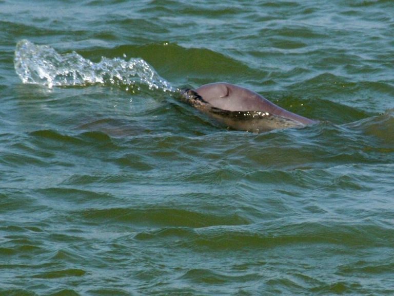 Annual Dolphin Census Begins In Chilika Lake