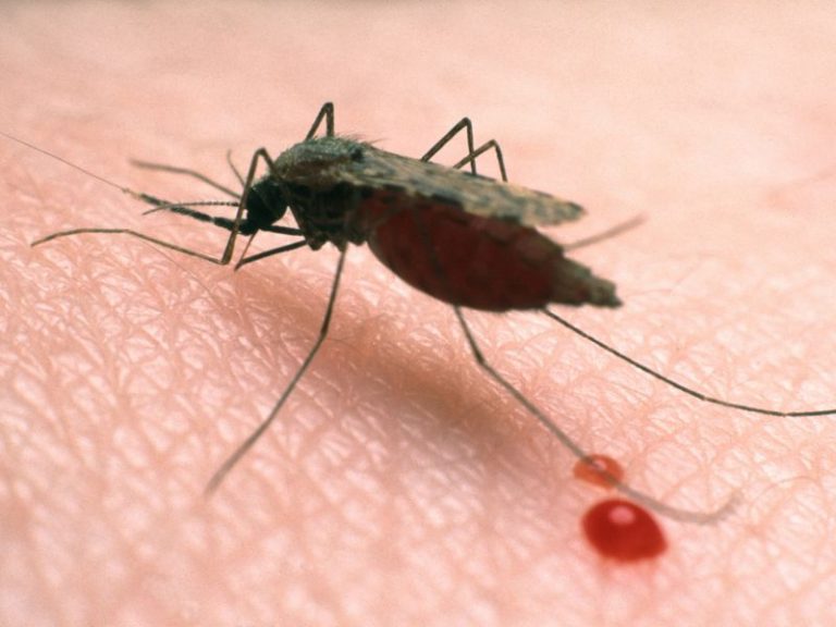 Odisha’s Malaria Eradication Initiative Can Be Emulated Nationwide: Experts