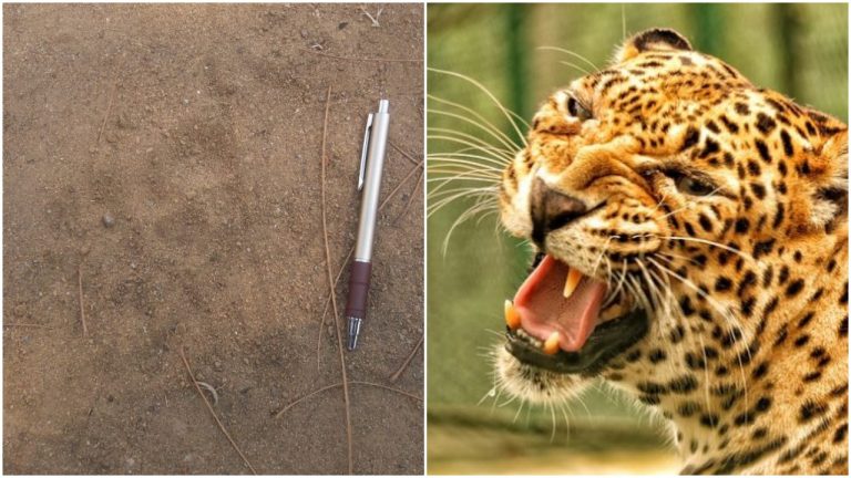 Pugmarks At Rangamatia Near Bhubaneswar Not Of Leopard: DFO