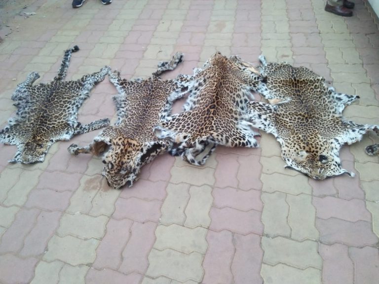 Leopard Skin Racket Busted In Sambalpur, 7 Arrested