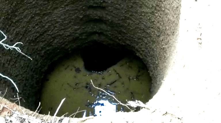 Bear Falls Into Well In Balasore’s Nilagiri