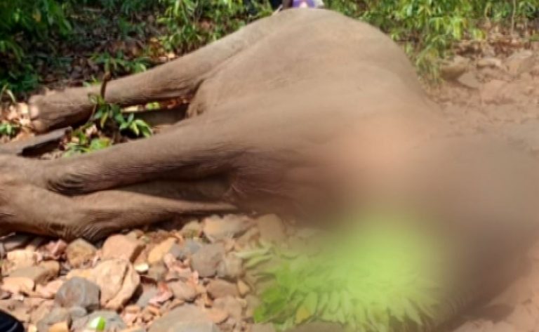 Ailing Elephant Dies During Treatment In Sundargarh Forest