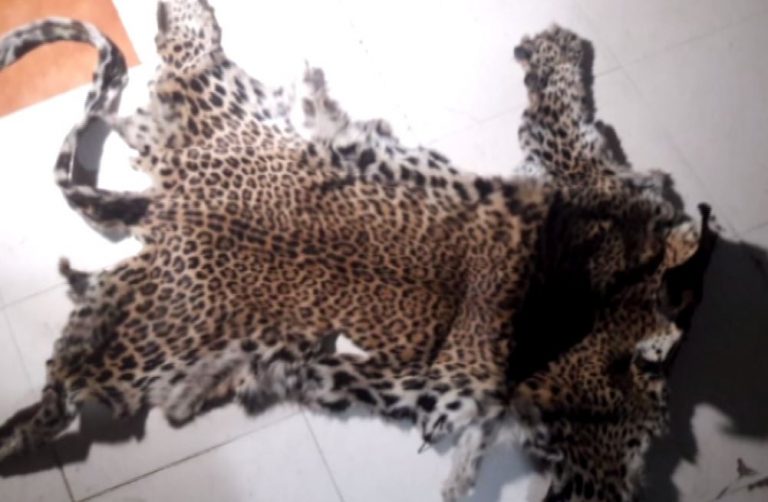 Leopard Skin Seized in Kalahandi, Accused Absconds