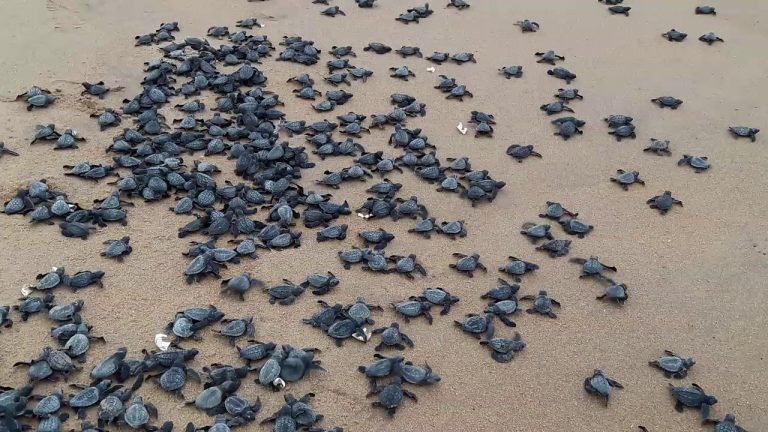 Olive Ridley Turtle Hatchlings Released Into Sea At Puri
