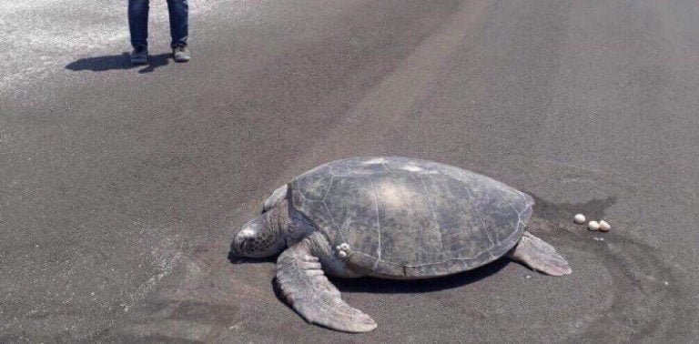 Turtle Lands On Maldivian Tarmac To Lay Eggs