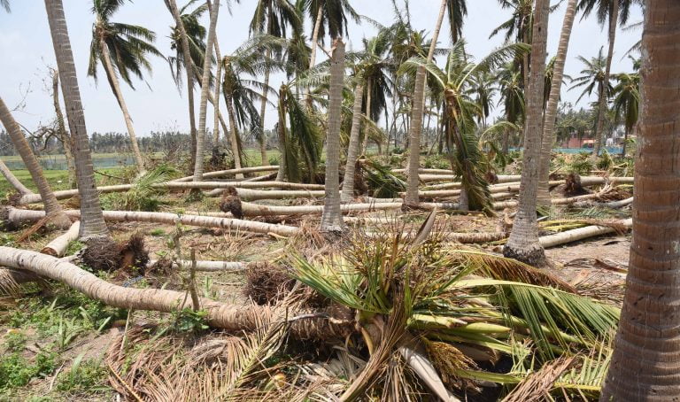 Odisha CM Announces Special Post-Fani Package For Street Vendors, Coconut & Poultry Farmers