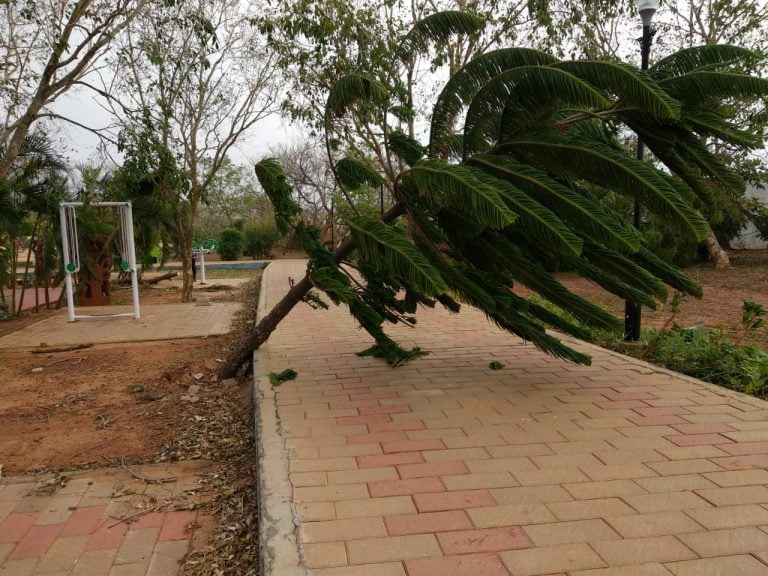 Morning Walkers Miss Their Green Lungs As Bhubaneswar Parks Get Denuded Due To Fani