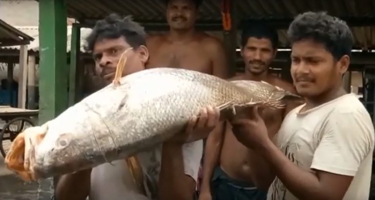 Odia Fishermen Hit Rs 1.80 Lakh Jackpot With This Catch