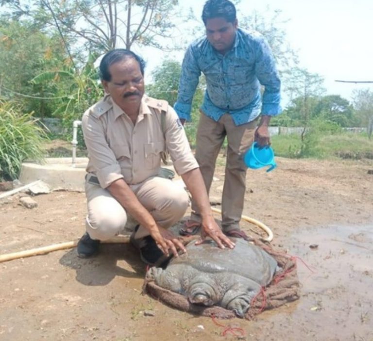Rare Turtle Rescued During Highway Construction In Odisha