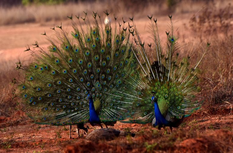 Wearing Anklet, A Peacock Has Been Dancing At This Karnataka Temple For Six Years