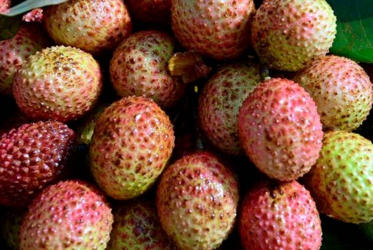Encephalitis Deaths: Odisha Orders Sample Test Of Litchi From Bihar