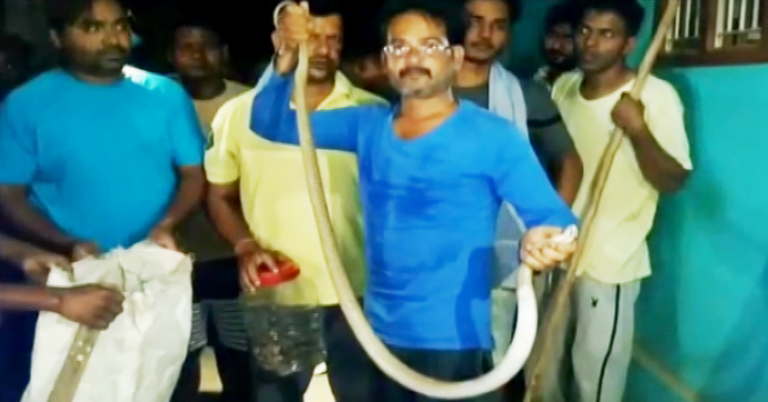 Cobra, Hatchlings Rescued In Odisha’s Nabarangpur Dist