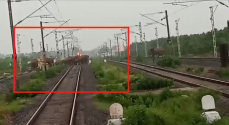 Alert Loco Driver Stops Train To Let Elephant Herd Cross Tracks In Odisha
