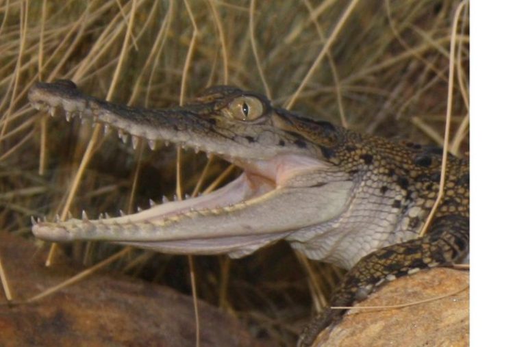 New Hatchlings Add To Croc Count in Bhitarkanika National Park