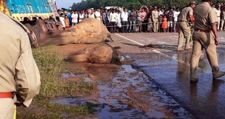 Keonjhar Elephant Deaths: Private Bus Seized, Driver Arrested