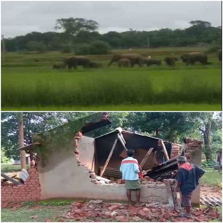 Jumbo Herd Wreaks Havoc In Odisha’s Mayurbhanj District