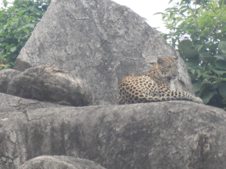 Mystery Shrouds Death Of Leopard In Odisha’s Reserve Forest