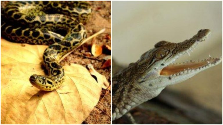 New Reptile Species Arrive At Odisha’s Nandankanan Zoo