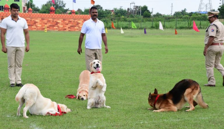 UK Charity To Train Canines For Sniffing COVID-19