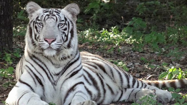 White Tiger Subhranshu Dies At Nandankanan Zoo