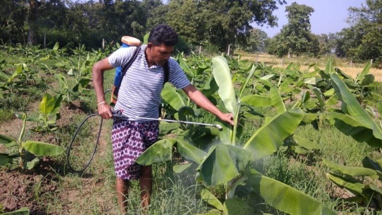 Mobile Advisory Helps Kalahandi Farmer Get Rich Harvest