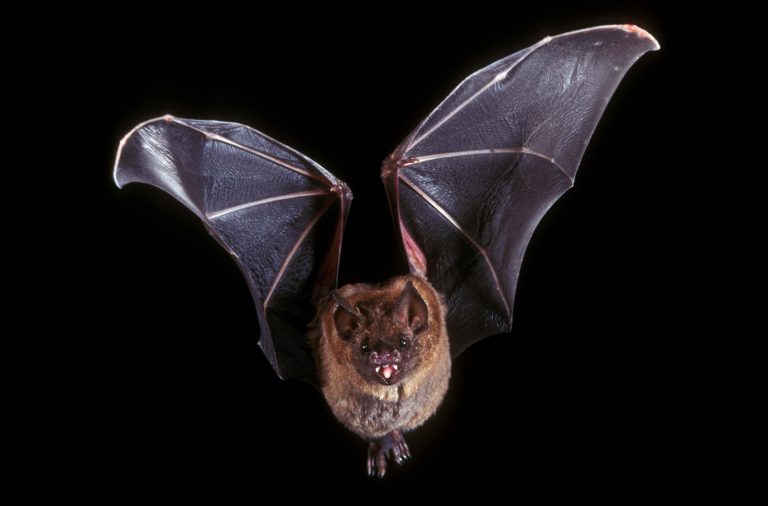 Bats On Verge Of Extinction In Odisha’s Kandhamal!