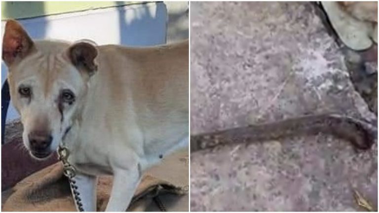 Another Pet Dog Kills Snake To Save Master’s Family In Odisha