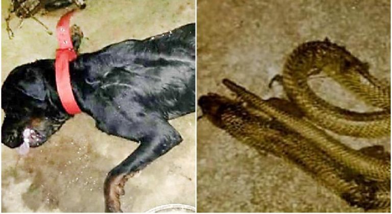 Man’s Best Friend: Dog Dies Fighting Cobra To Save Owner’s Family In Bhubaneswar